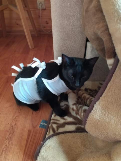 У Шанель опять огромный камень в мочевом пузыре. Писает с кровью. Нужна ...