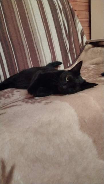 У Шанель опять огромный камень в мочевом пузыре. Писает с кровью. Нужна ...