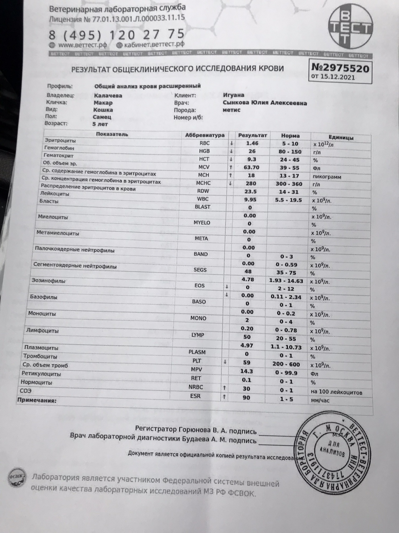 Помогите котику Макару…нужны аранесп и исентресс - Мемориал - Форум Пес и  Кот