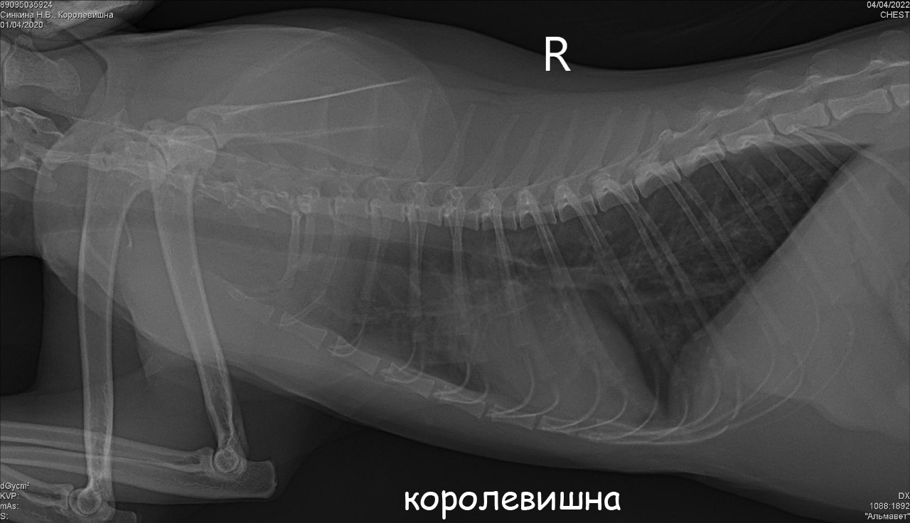 Очень нужна помощь Королевишне! кошка кашлаяет и задыхается - Архив - Форум  Пес и Кот