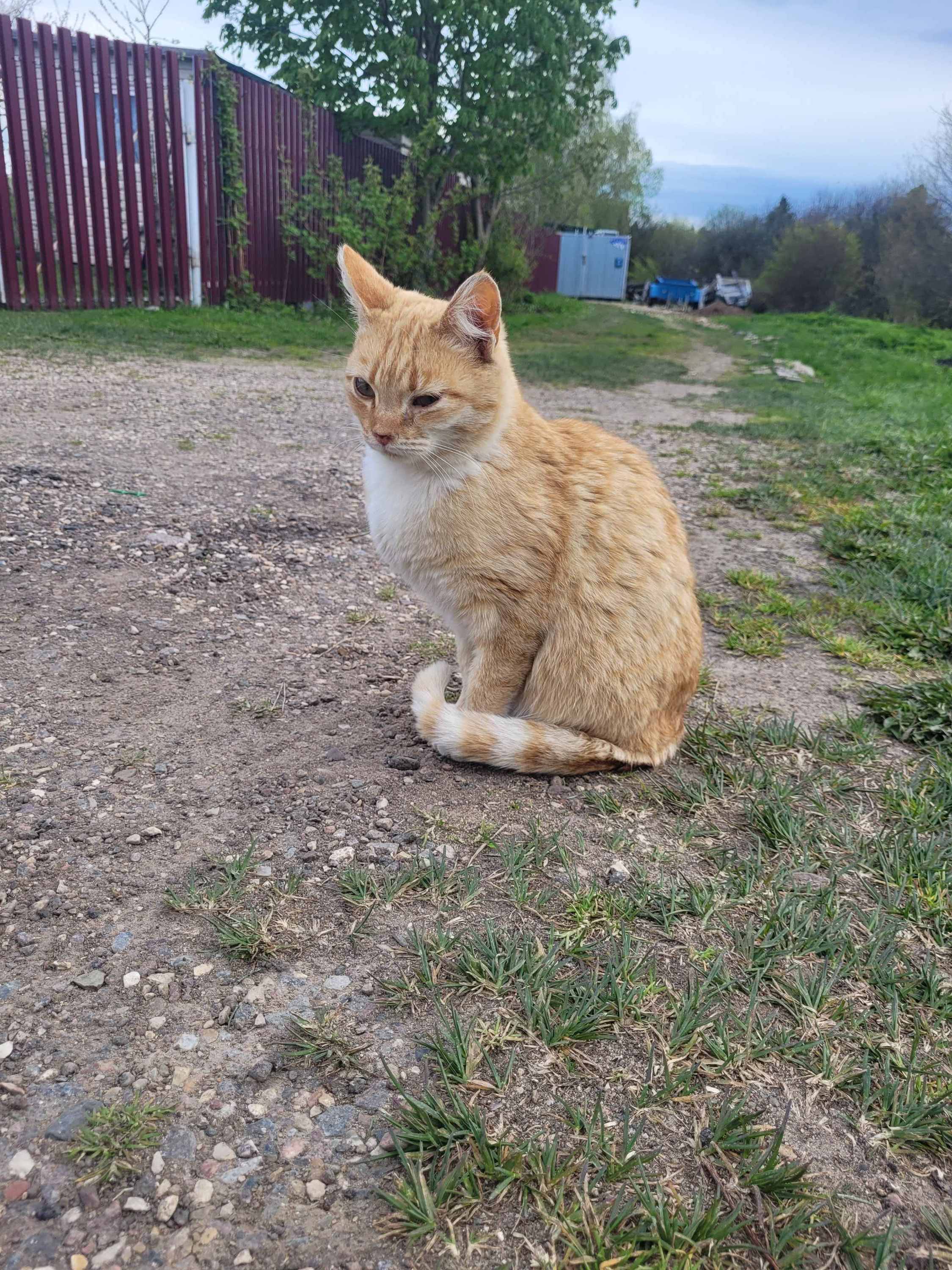 Беременная кошка, гной в носу и глазах в деревне - Архив - Форум Пес и Кот