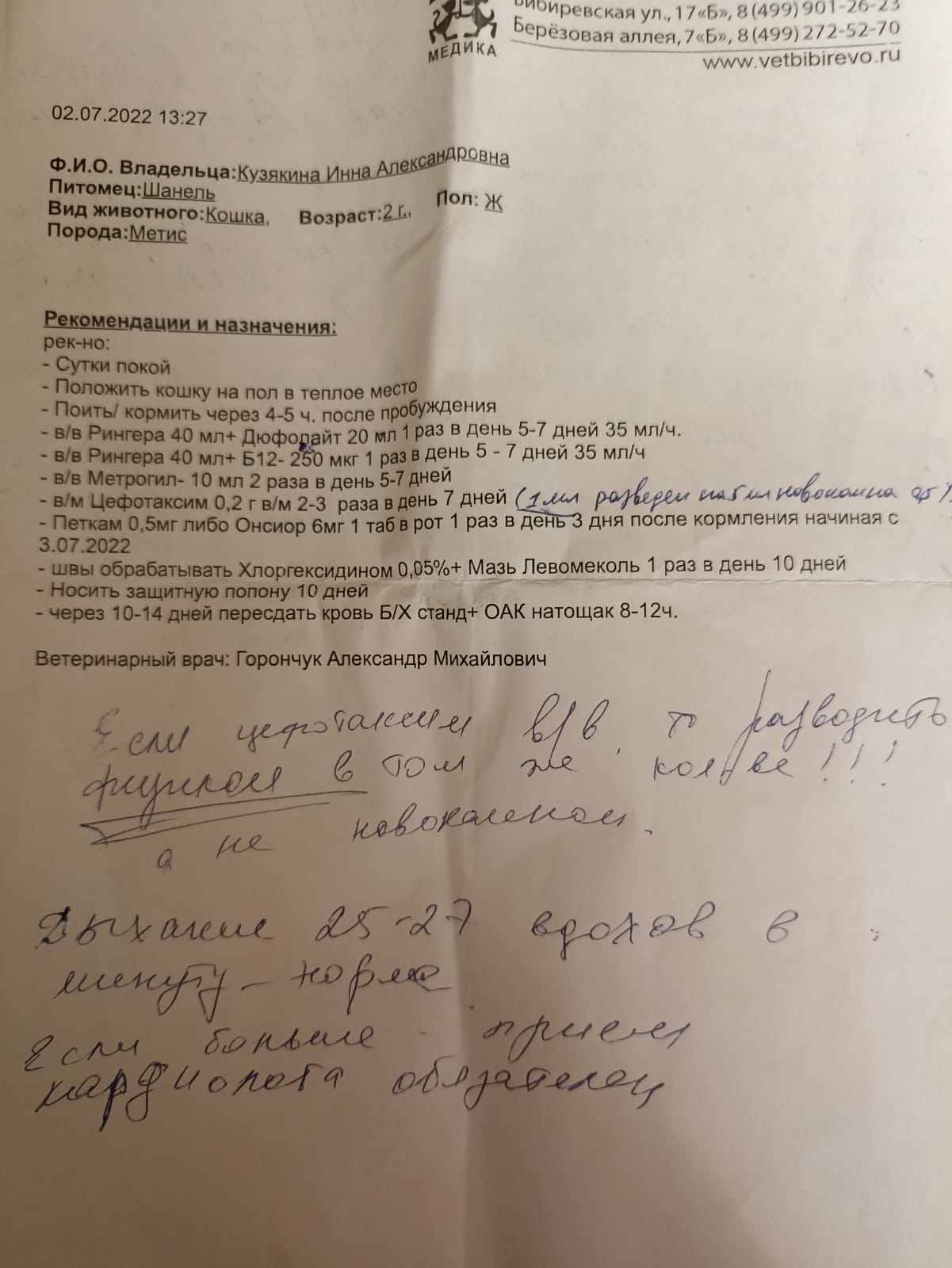 Спасти Шанель - 9 дней реанимации, огромные долги. - Архив - Форум Пес и Кот