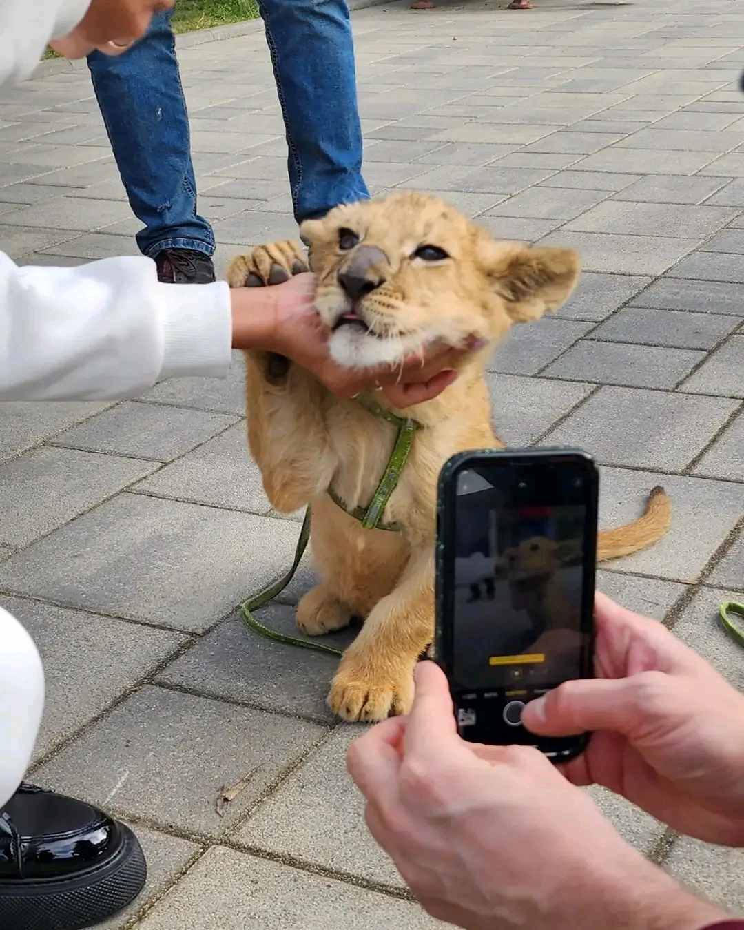 Львенок у фотографов, Гагры - Вопросы содержания - Форум Пес и Кот