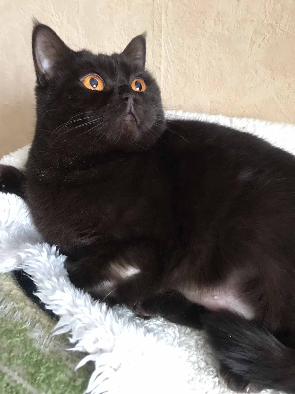 Жуковский. Британская кошечка на улице... У Ноэль коронавирусный ...