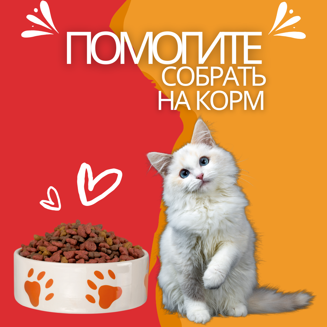Нужна помощь в покупке корма кошкам в Воронежской области - Кошки из ...