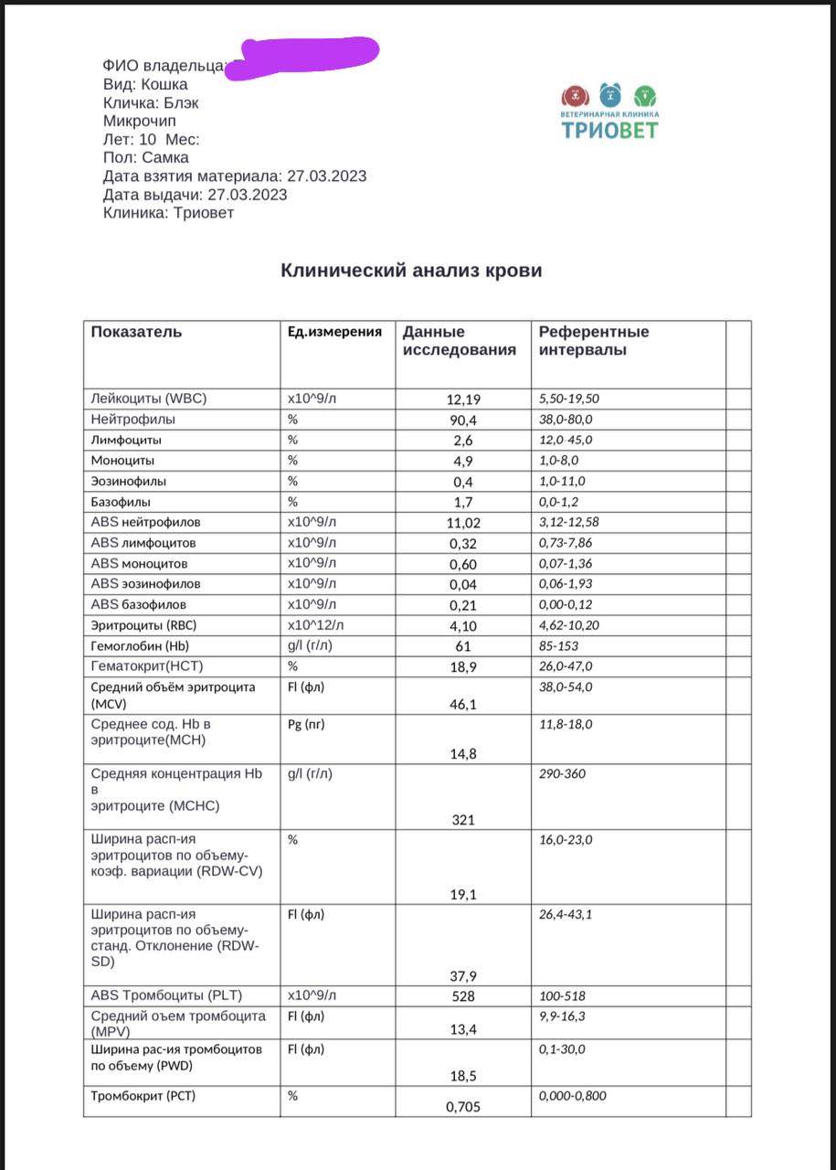 Нужна передержка с уходом, или хороший дом. Кошечка Блэк с Динамо ...
