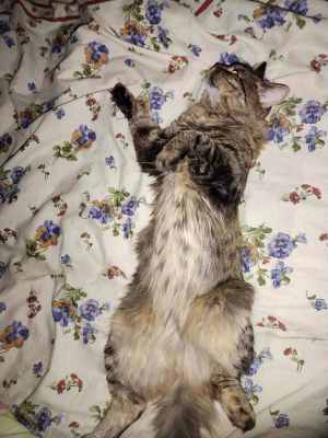 IMG-bd47cf9311608ab68a987debb63e37a1-V.jpg