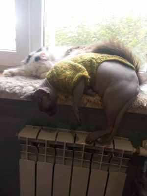 IMG-20231029-WA0009.jpg