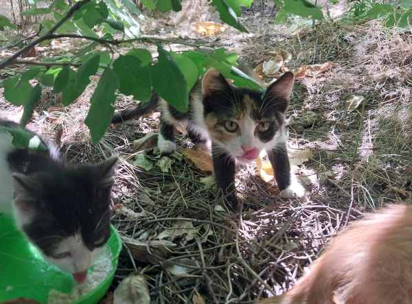 1538237529_4_20240824_130912.thumb.jpg.6dafd5e27cfbdf1d6a3b7510fb15daf8.jpg