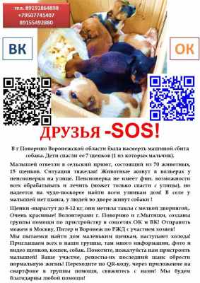 Реклама Приюта новая.jpg