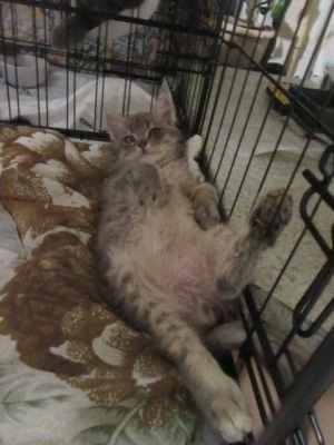 Изображение WhatsApp 2024-11-29 в 23.22.56_a7623c9c.jpg