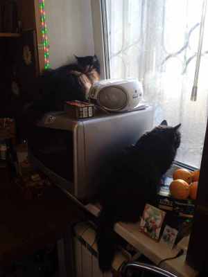 IMG-20250119-WA0005.jpg