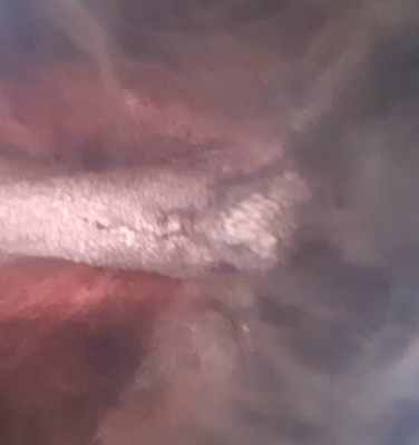 IMG-20250319-WA0014.thumb.jpg.82b22d4a3837b5be98e9533a9354cde1.jpg