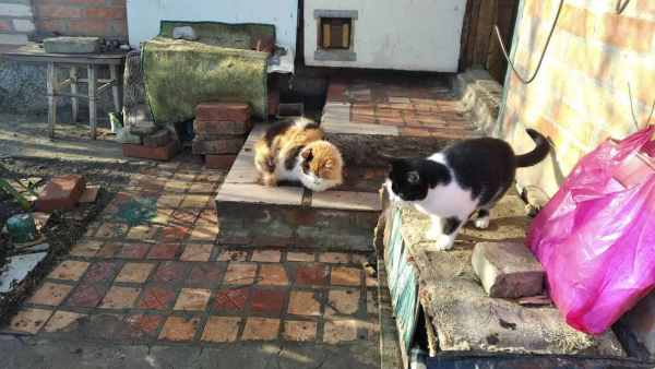 photo_2024-12-24_18-12-45.thumb.jpg.c42a7d51f644be11cb2daa8104e0d629.jpg