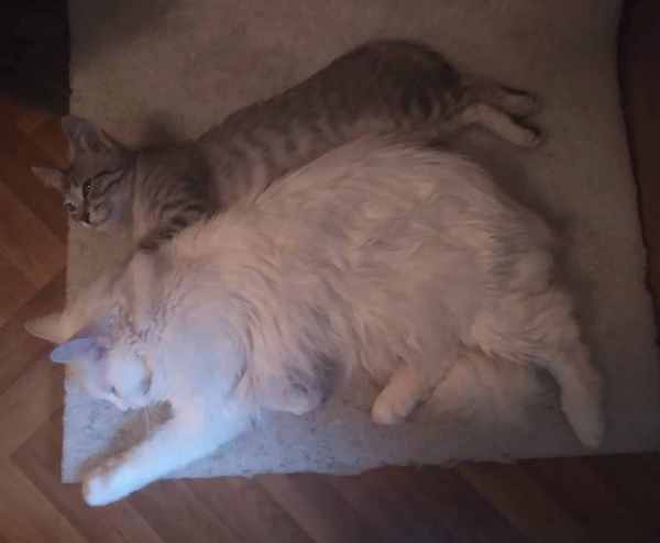 WhatsApp Image 2025-08-02 at 11.34.07.jpeg