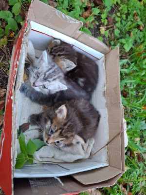 WhatsApp Image 2025-09-02 at 03.34.53.jpeg