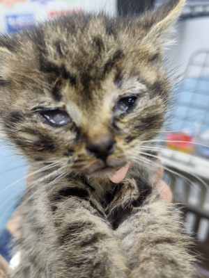 глаза второго котенка.jpg