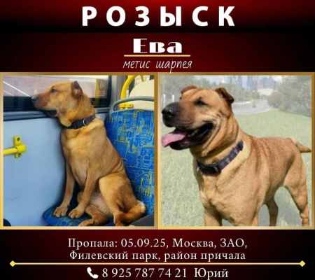 Объявление (макет) о поиске Евы.- Обрез. снизу.jpg