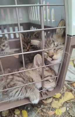 Котята в переноске.jpg