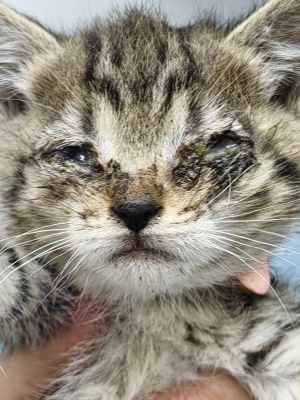 глаза первого котенка.jpg