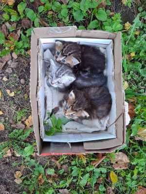 WhatsApp Image 2025-09-02 at 03.34.11.jpeg