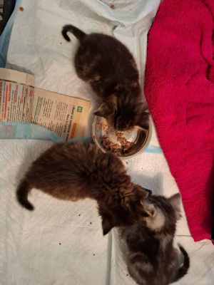 WhatsApp Image 2025-09-02 at 17.21.37.jpeg