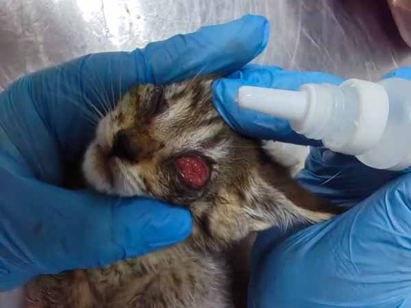 глаза котенка.jpg