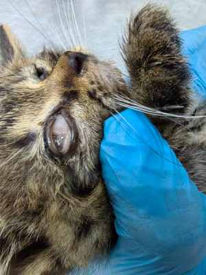 глаза котенка после обработки2.jpg