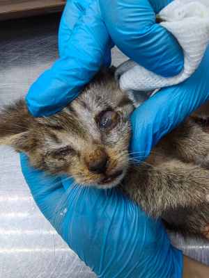 глаза котенка после обработки.jpg