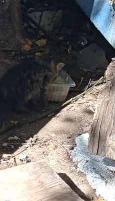 котенок около бытовки.jpg