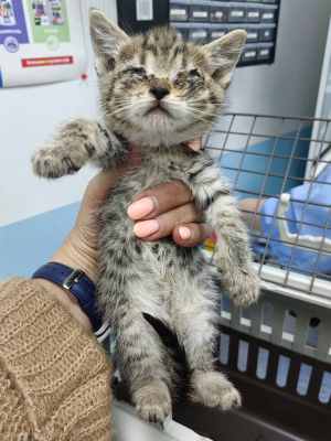 первый котенок.jpg