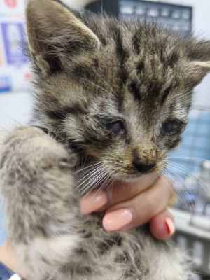 котенок 2.jpg