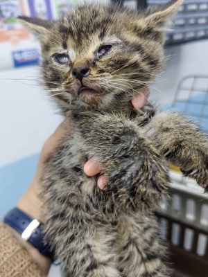 котенок 3.jpg