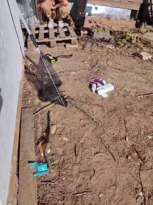 ловим котят.jpg