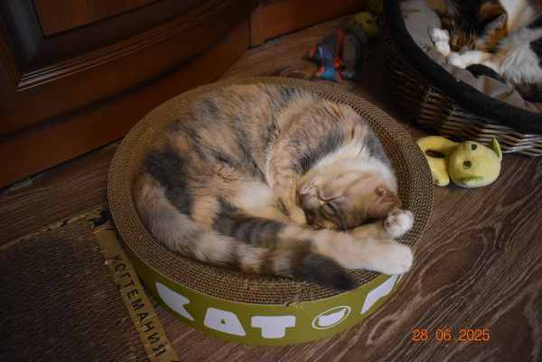 DSC_1732.thumb.JPG.0a4cba297d7d5d4b9acc92056565a5e9.JPG