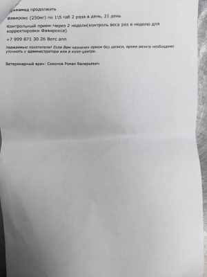 офтальмолог 01.09. котята.jpg