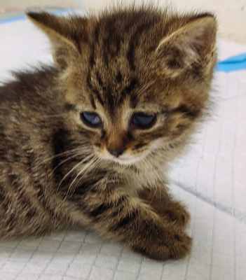 Девочка котенок 2.jpg