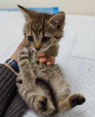 Девочка котенок3.jpg