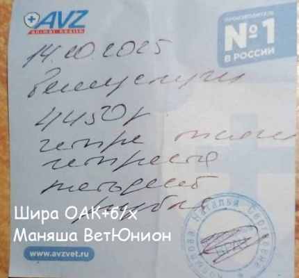 клиника Маняша(ВетЮнион) Шира 10 14.jpg