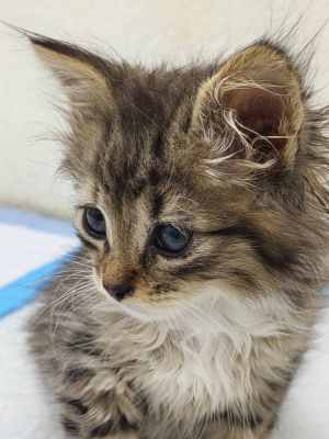 Мальчик котенок 1.jpg