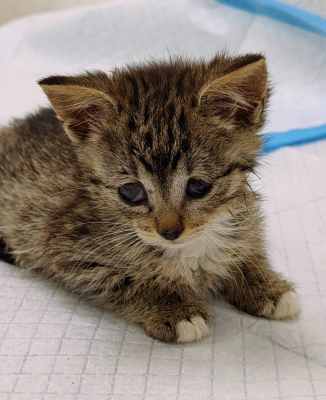 Девочка котенок 4.jpg