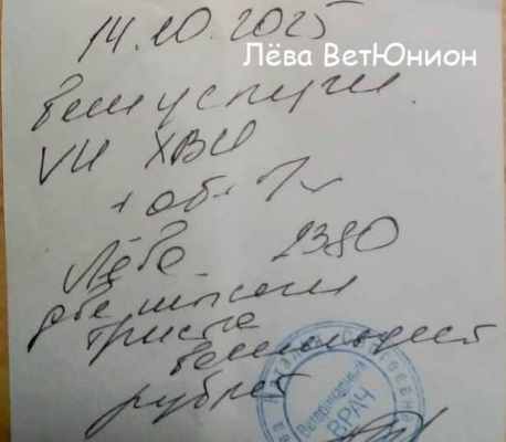 клиника Лёва ВетЮнион 10 14.jpg