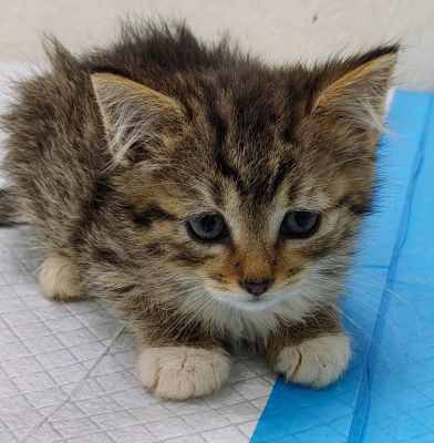 девочка котенок 5.jpg