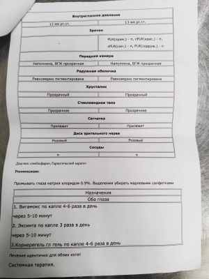 офтальмолог 01.09. котята1.jpg