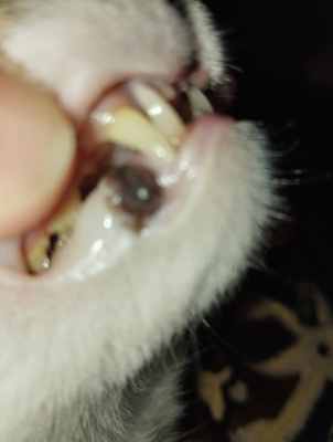 IMG_20251006_195018.thumb.jpg.b7dde48bbed892605a053c589a1254ea.jpg