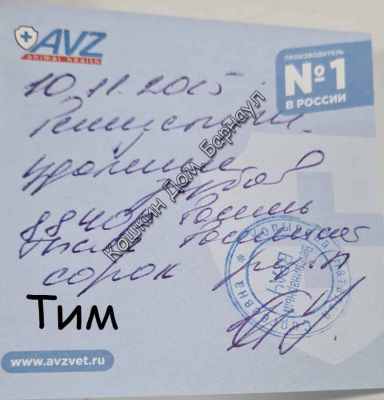 клиника тим уд зубов 11 10.jpg