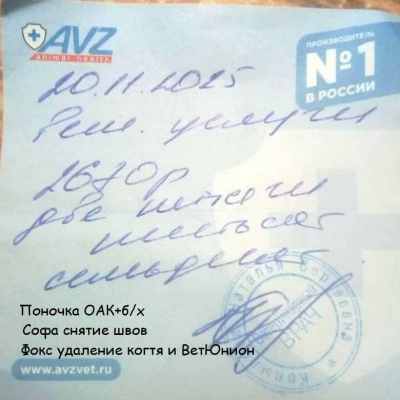 клиника фокс софа поночка 11 20.jpg