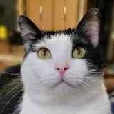 Дикий Барсик