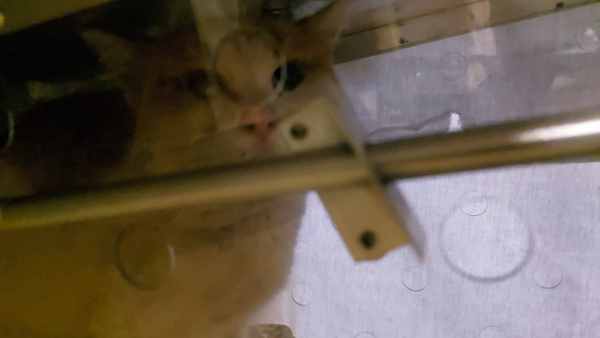 IMG_20260204_135324_404.thumb.jpg.b503afd3f5f29aaf60ff4a05cea10891.jpg