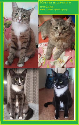 котята коллаж.png